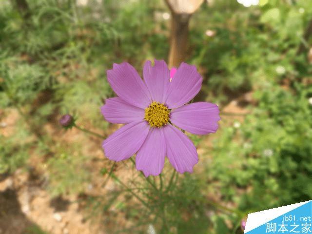 荣耀V8实际拍照性能如何?