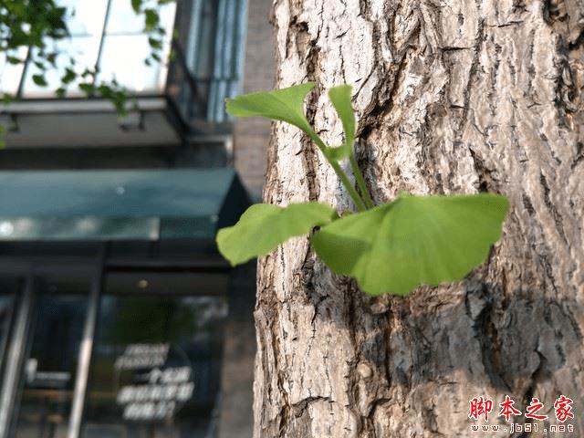 OPPOR9 Plus和iPhone6sPlus的区别有哪些?