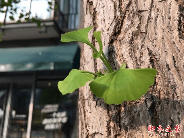 OPPOR9 Plus和iPhone6sPlus的区别有哪些?