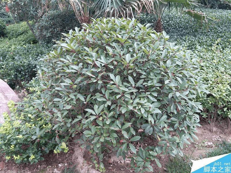 三星galaxy c5的性能评测