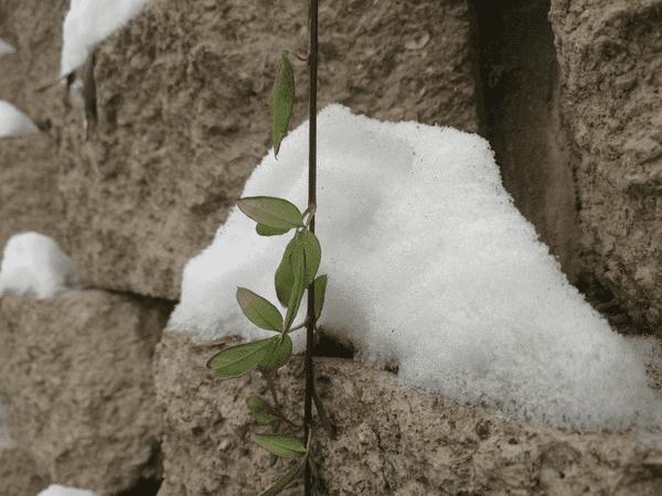 ��ΪMate8��������Σ�