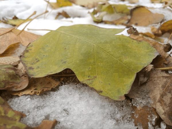 ��ΪMate8��������Σ�