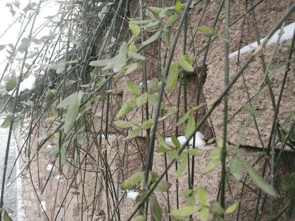 ��ΪMate8��������Σ�