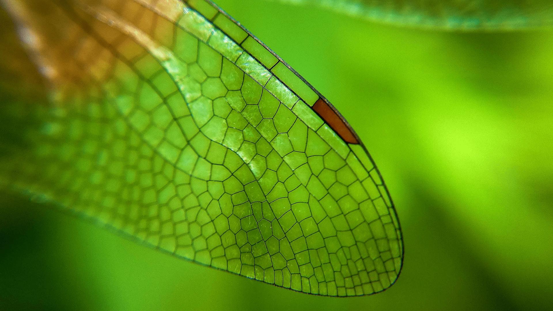 蜻蜓翅膀图案图片
