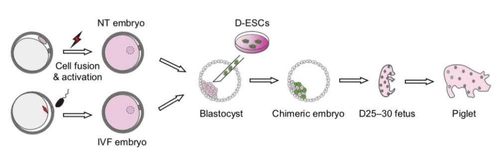 世界首例猪猴嵌合体诞生中国大师兄和二师兄合体了