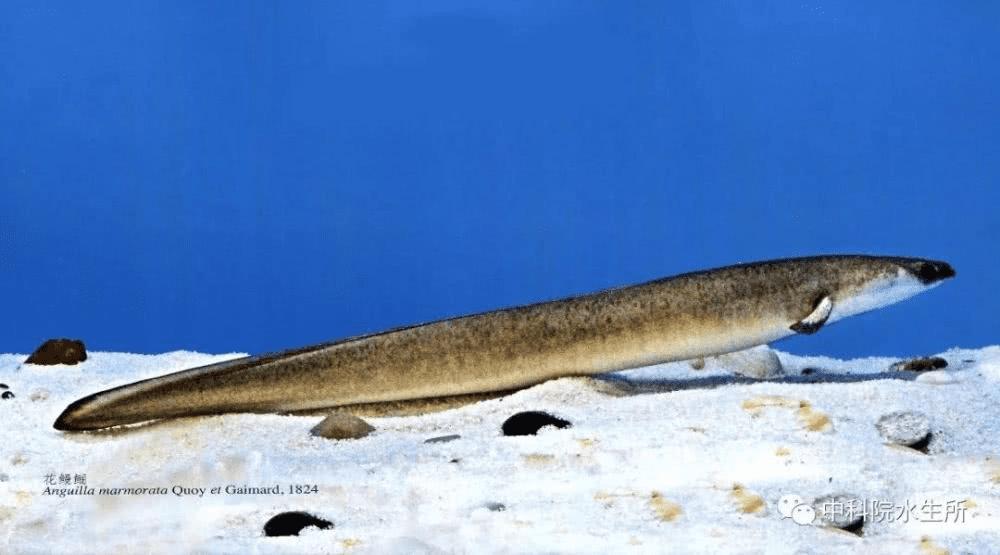 花鳗鲡(图片来源:长江中下游土著和外来鱼类)