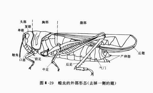 蝗虫的形态结构 图片来源:初中生物插图实验发现,侧身对着蝗群的蝗虫