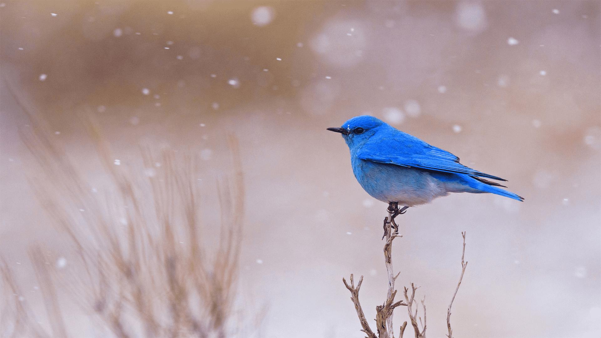 黄石国家公园里的一只雄性山地蓝知更鸟,怀俄明州 (jason savage