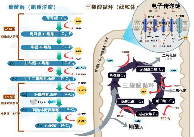 有氧呼吸过程中的物质和能量流动过程,来源:cellrespiration.