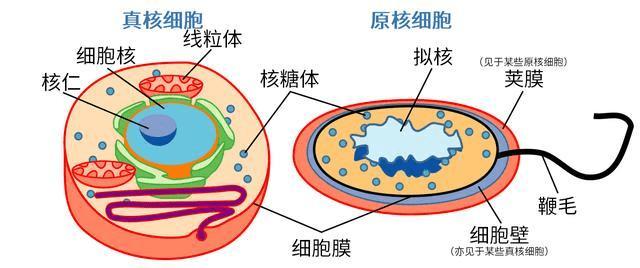真核细胞与原核细胞的对比,来源:公有领域