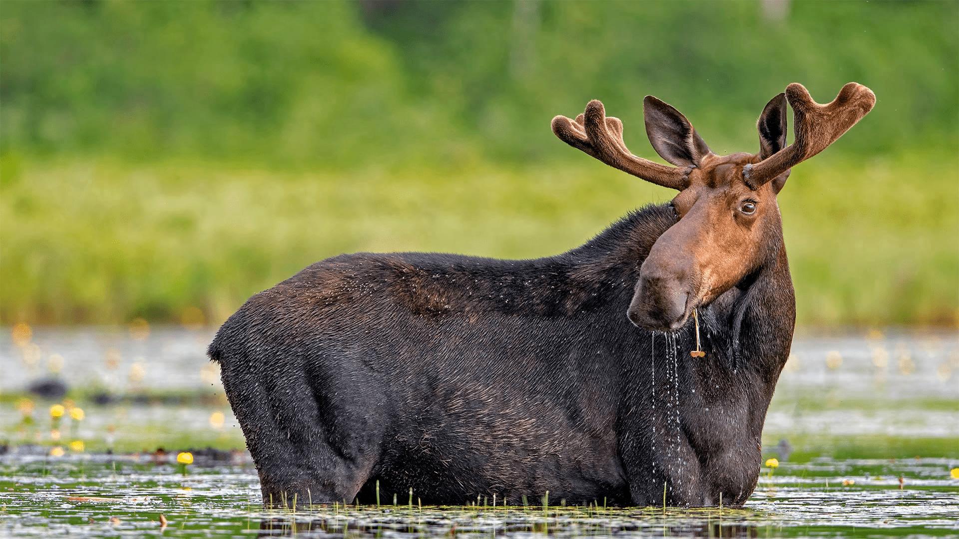 一只正在吃着百合花的驼鹿缅因州米利诺基特scottsurianogettyimages