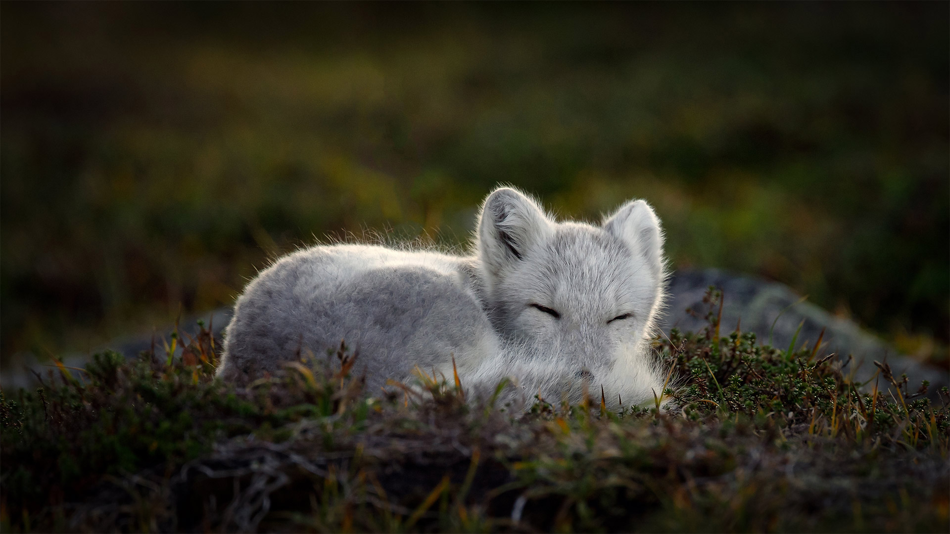 正在睡觉的北极狐 (menno schaefer/getty images)