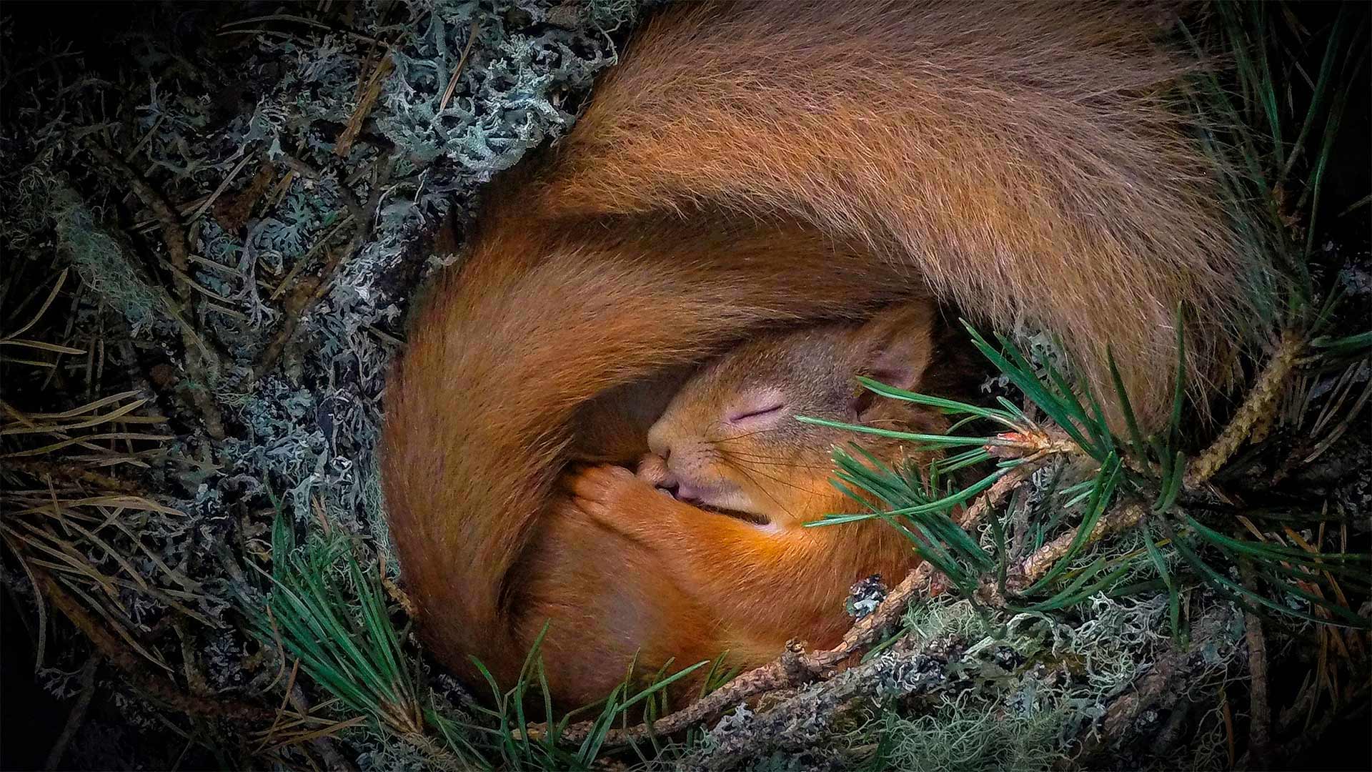 松鼠冬眠方式图片